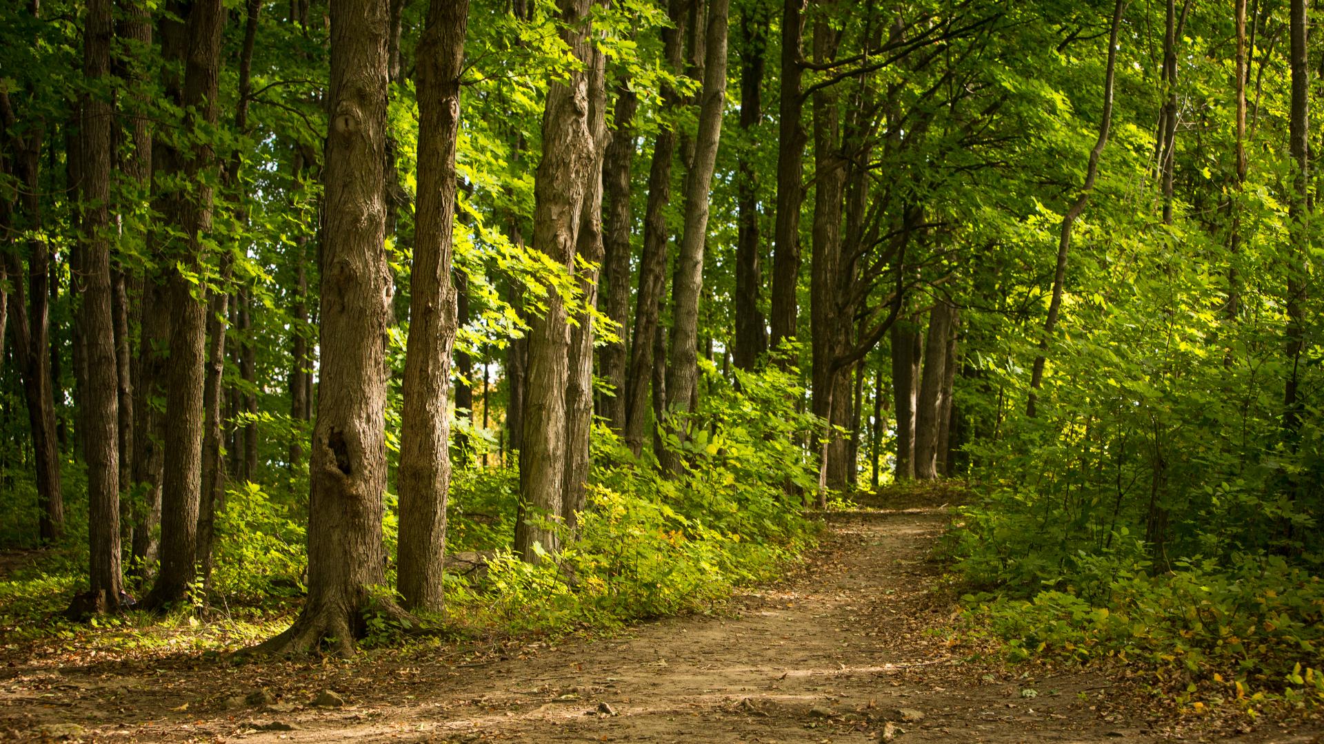 wooded walking trail