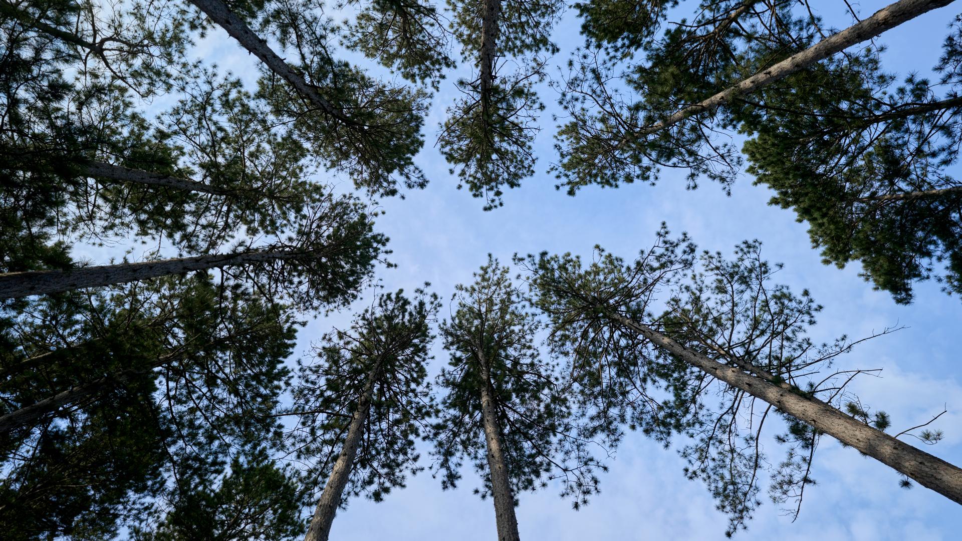 sky view within trees