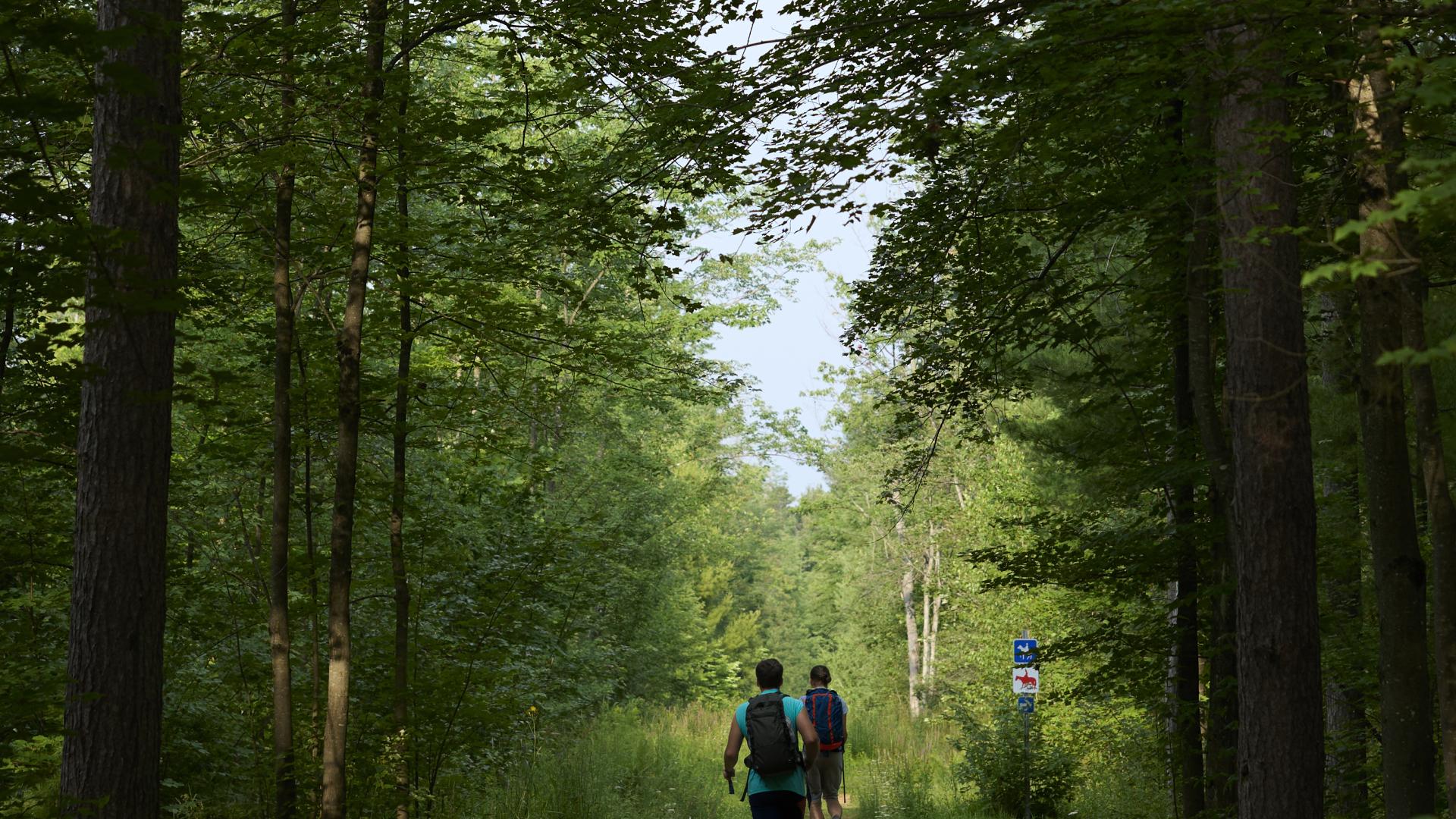 Two hikers walking in trail