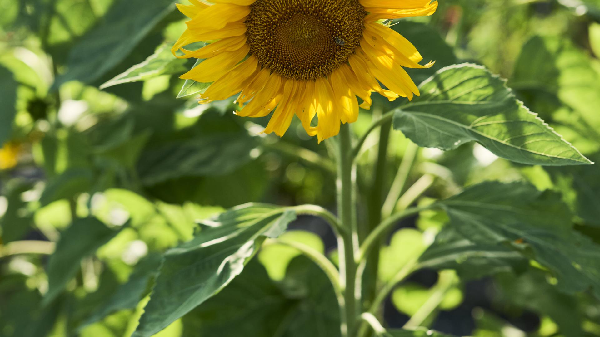 sunflower